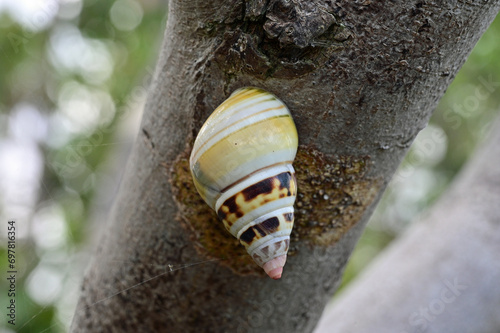 Florida Tree Snail - Liguus fasciatus - on Gumbo Limbo Tree - Bursera simaruba in Everglades National Park, Florida. photo