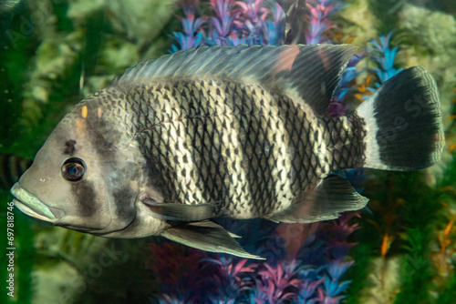 Zebra tilapia. Heterotropia buttikoferi. Aquarium fish. Close-up.