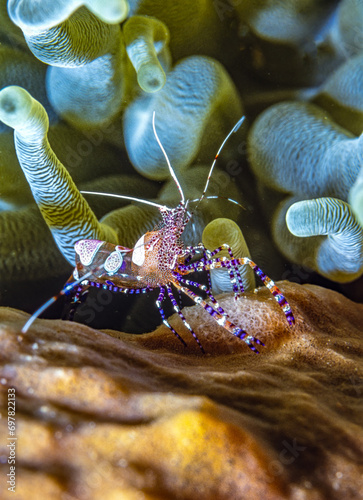 spotted cleaner shrimp,Periclimenes yucatanicus, photo