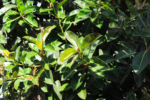 fresh ficus leaves natural background