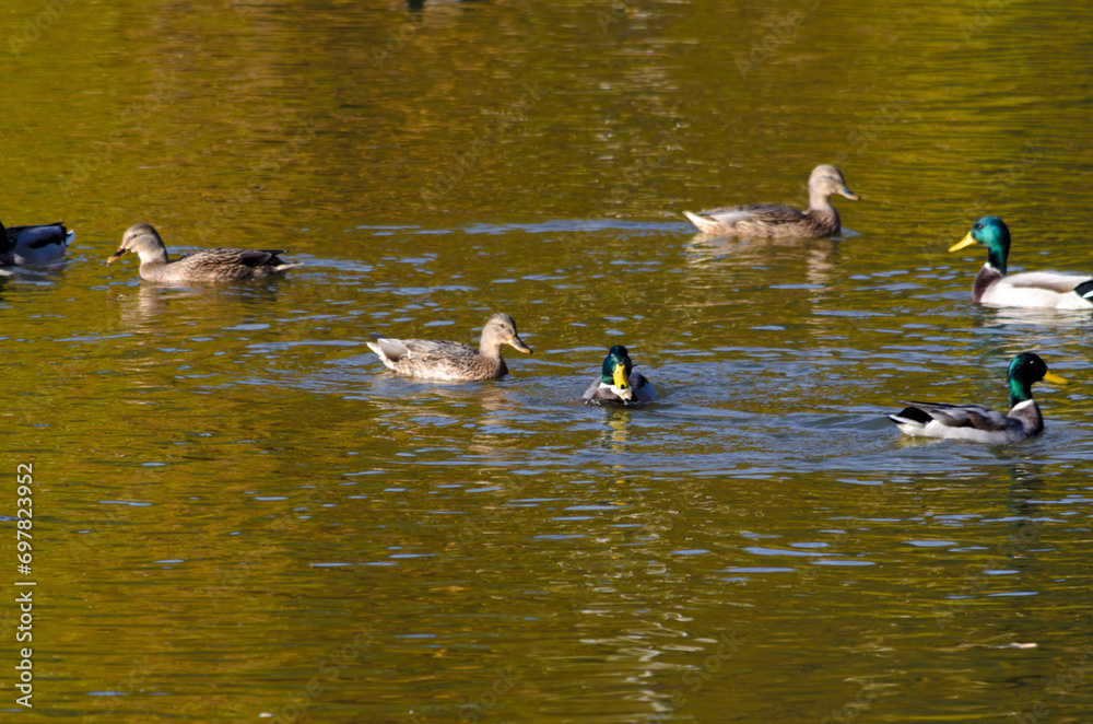 family of ducks on the pond in summer family of ducks on the pond in summer
