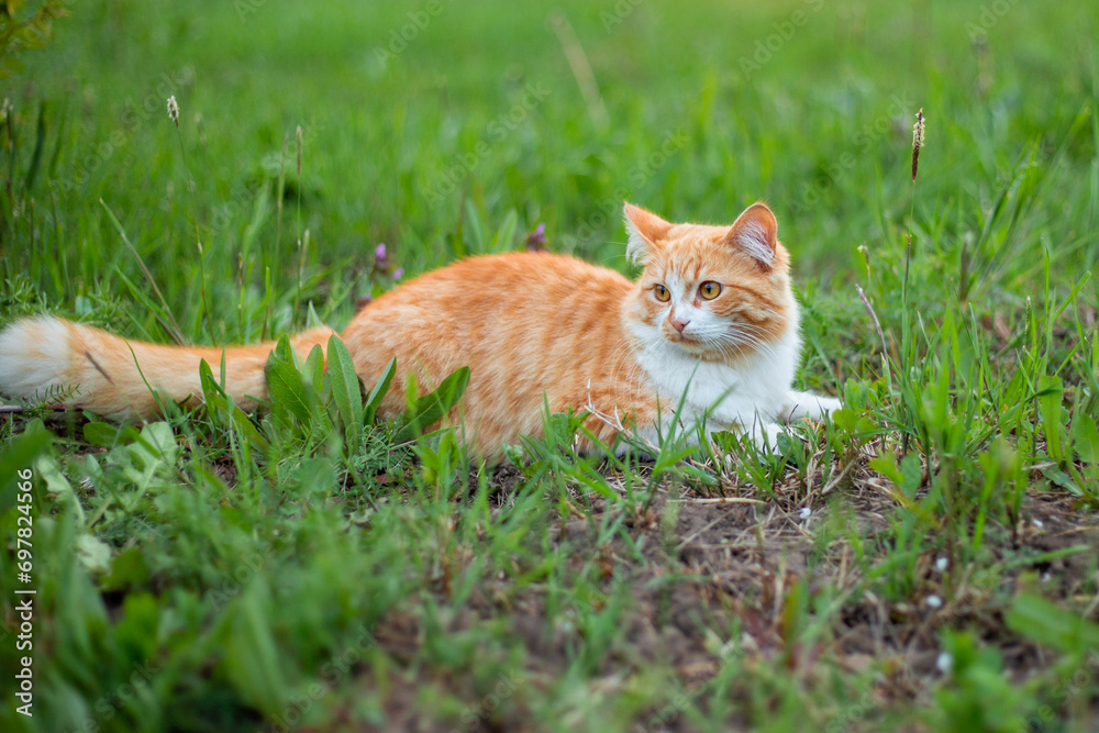 A red fluffy cat lies in the green grass. Walking with pets