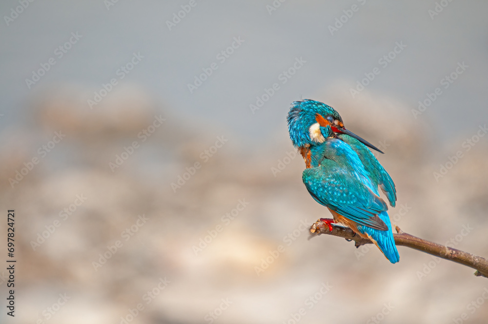 Obraz premium Kingfisher, Alcedo atthis, hunting on a branch in the reeds.