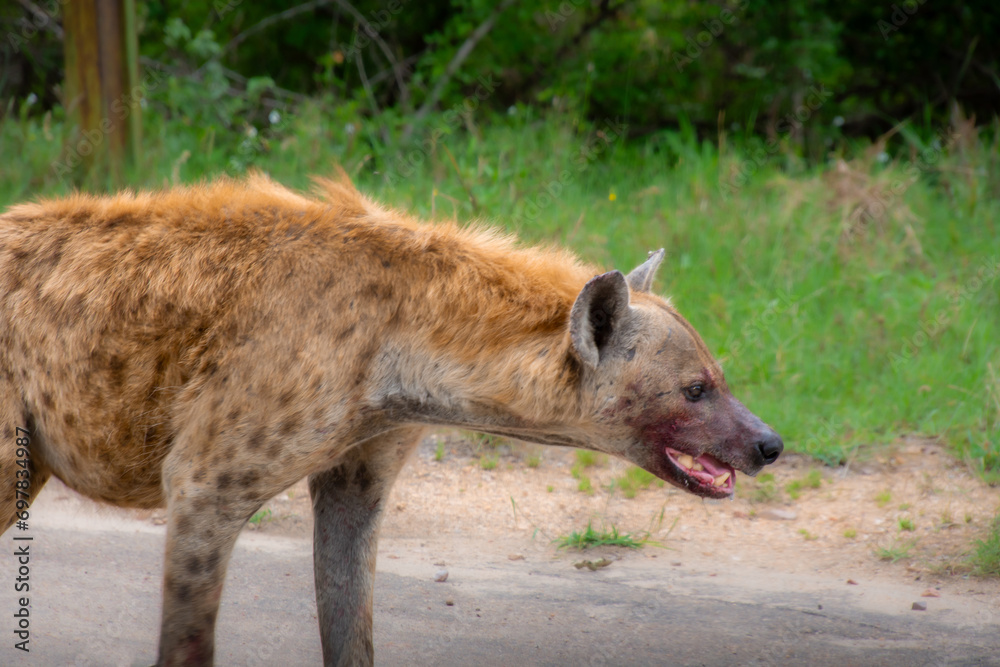 Beautiful wild hyena in her natural habitat in South Africa Beautiful wild hyena in her natural habitat in South Africa
