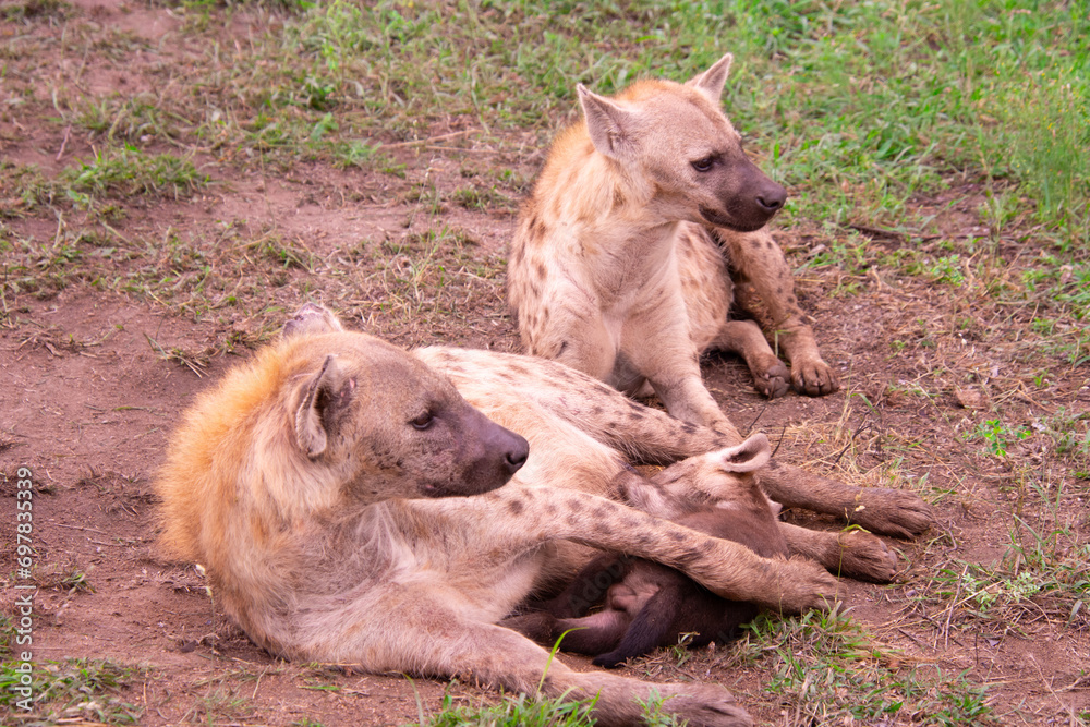 Fototapeta premium Wild baby hyena and his mother in her natural habitat, South Africa