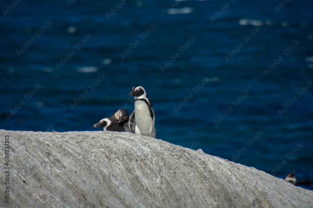 Naklejka premium Penguins at the Bulders Beach colony near Cape Town, South Africa