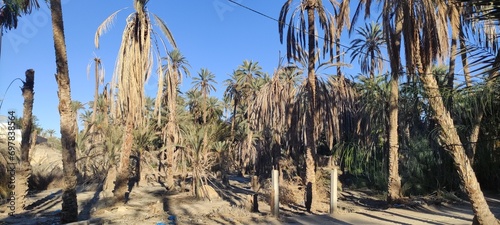 Date palms in the oasis city of Tozeur Tunisia