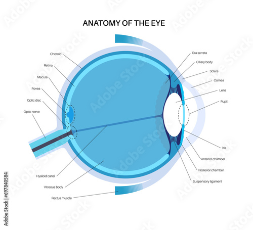 Eye anatomy poster