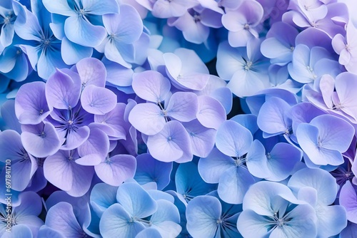 Delicate natural floral background in light blue and violet pastel colors. Texture of Hydrangea flowers in nature with soft focus, macro photo