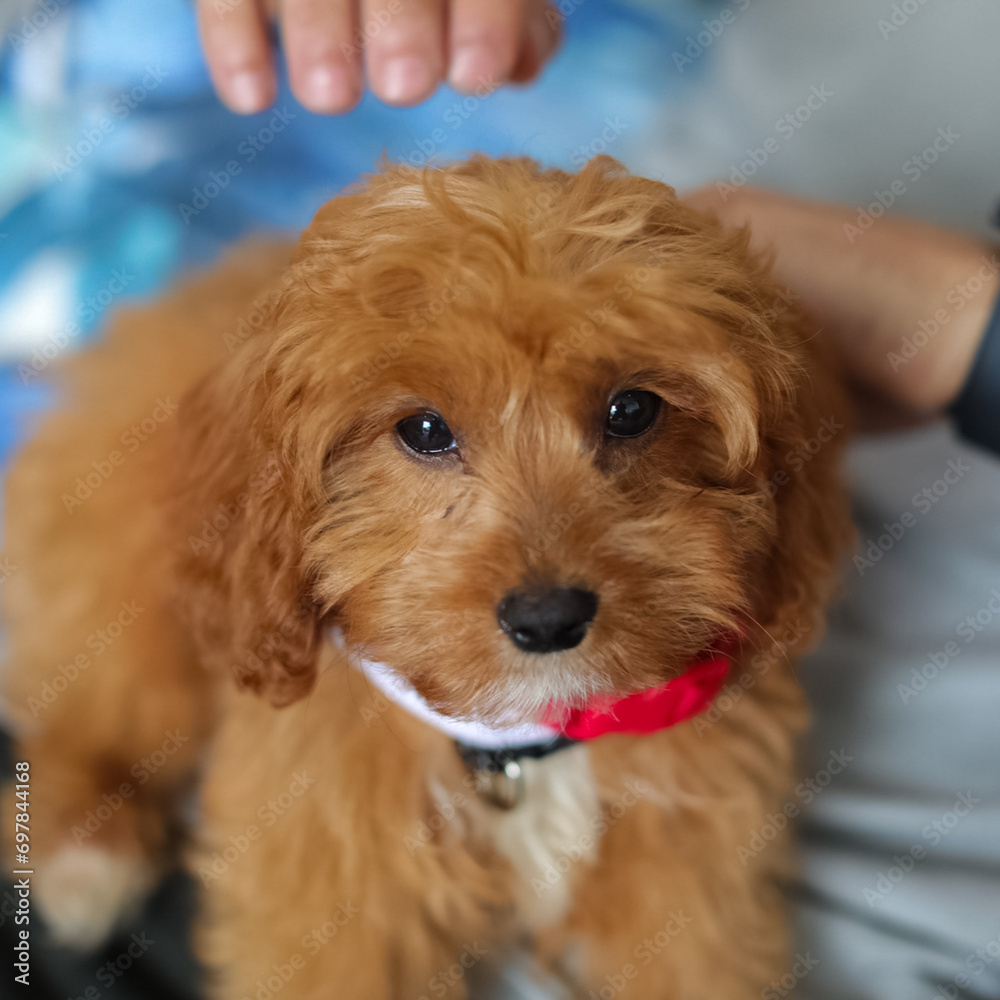 Cute adorable baby cavoodle dog nice fluffy hair long ears cute nose sweet eyes  