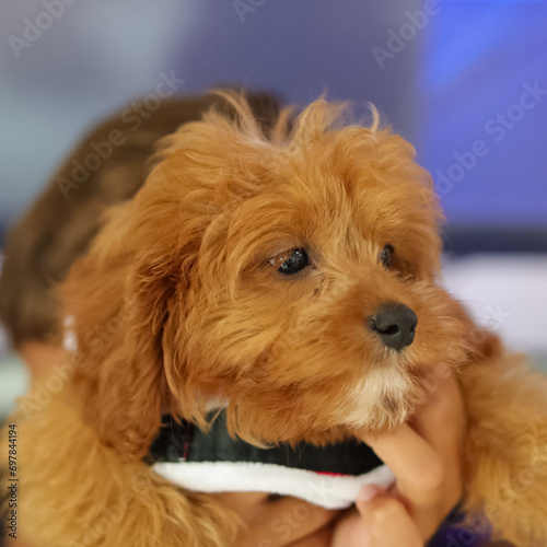 Cute adorable baby cavoodle dog nice fluffy hair long ears cute nose sweet eyes   photo