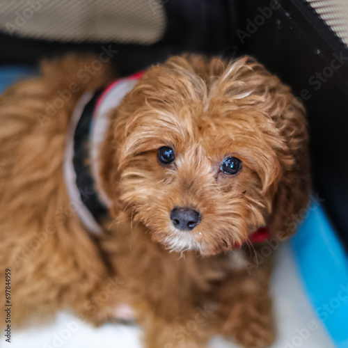 Cute adorable baby cavoodle dog nice fluffy hair long ears cute nose sweet eyes   photo