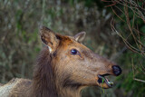 2023-12-24 PROFILE SHOT OF A ROOSEVELT ELK WITH A BRIGHT EYE AND CHEWING A STRNAD OF GRASS IN CANNON BEACH OREGON