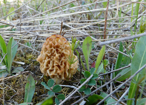 Morchella, smardz, true morels