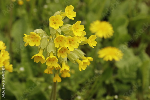 Pierwiosnek lekarski, Primula veris, cowslip photo