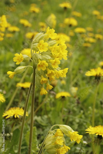 Pierwiosnek lekarski, Primula veris, cowslip