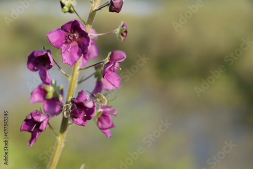 Dziewanna fioletowa, Verbascum phoeniceum, purple mullein