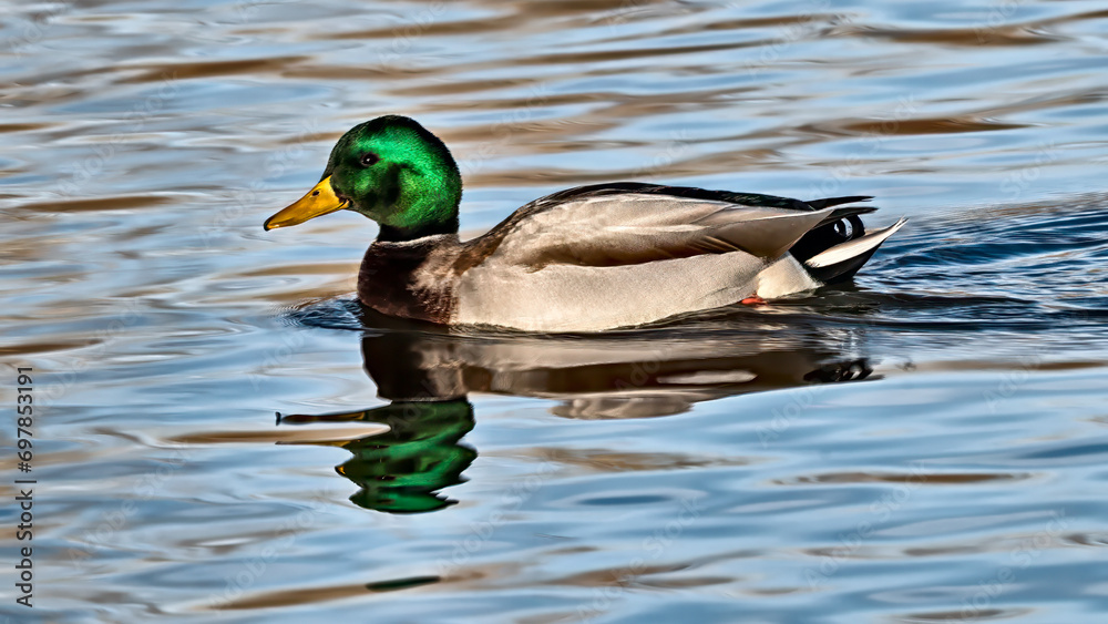 Fototapeta premium Mallard Duck