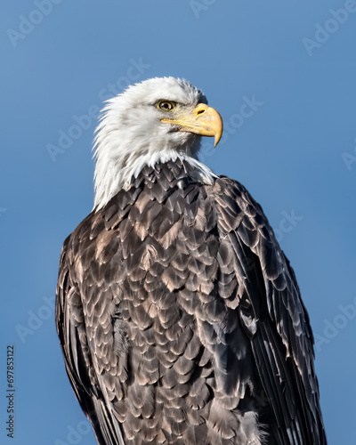 Bald Eagle © Aaron