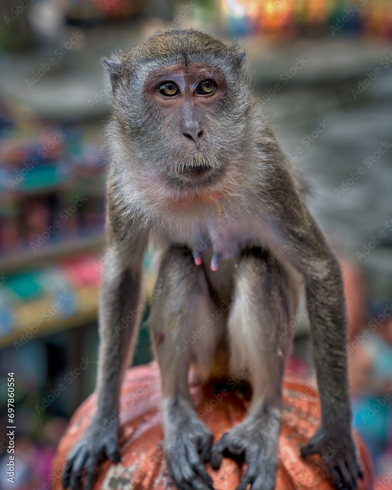 Fototapeta premium macaque sitting 