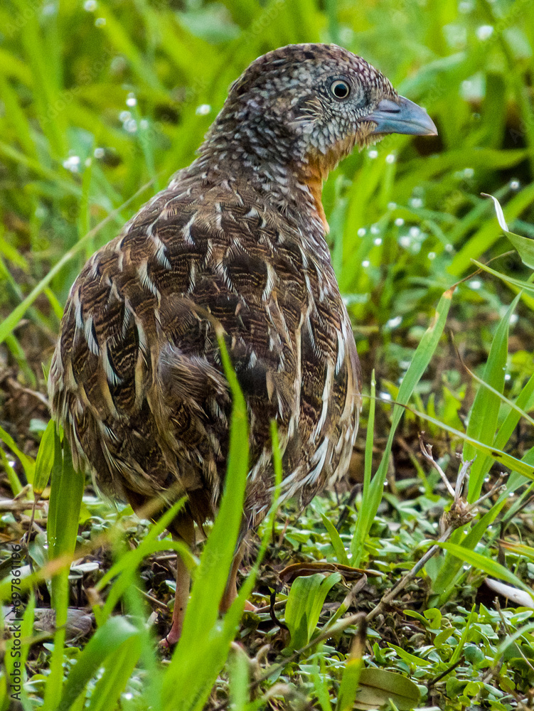 Red-chested Buttonquail in Queensland Australia Red-chested Buttonquail in Queensland Australia