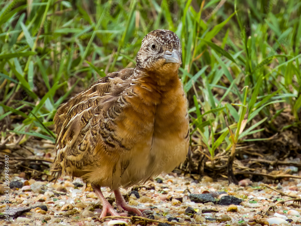 Red-chested Buttonquail in Queensland Australia Red-chested Buttonquail in Queensland Australia