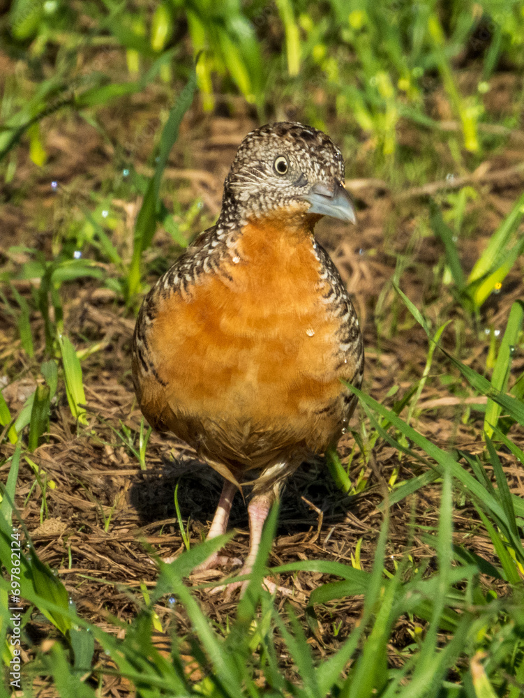 Red-chested Buttonquail in Queensland Australia Red-chested Buttonquail in Queensland Australia