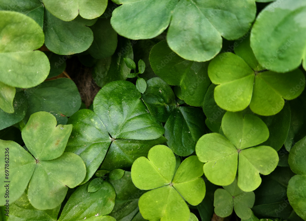 green leaves background green leaves background