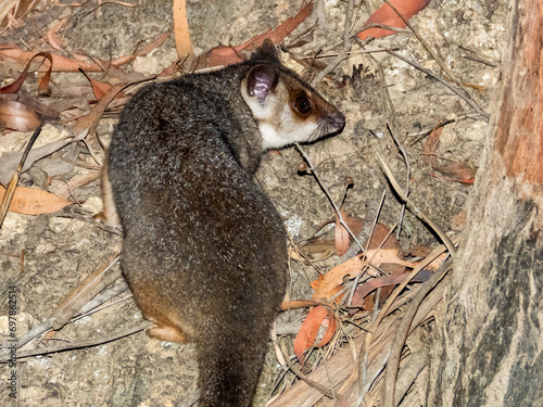 Ring-tailed Possum in Queensland Australia photo