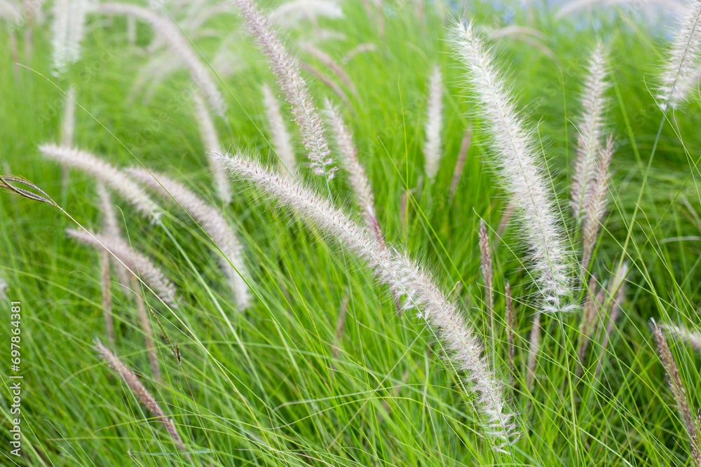 Fountain grass or pennisetum alopecuroides Fountain grass or pennisetum alopecuroides