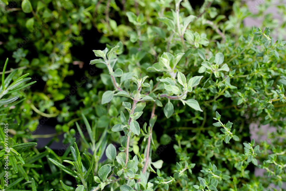 Fresh herbs in the garden Fresh herbs in the garden