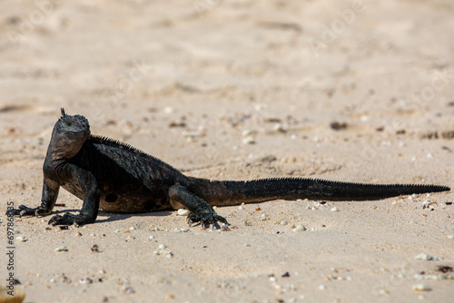 A Marine Iguana  Amblyrhynchus cristatus  on the sand heading to the waters edge. Galapagos Islands. 