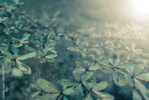 green leaves with dew drops fresh nature background