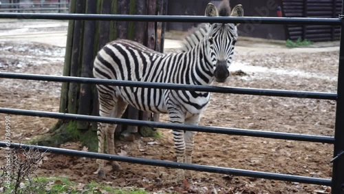 little baby zebra stallion in nature. High quality FullHD footage photo