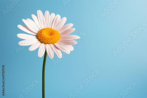 White flower summer nature yellow floral chamomile blue plant daisy spring