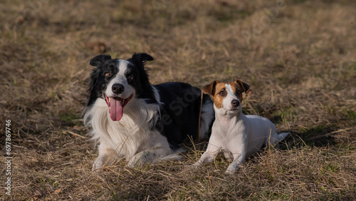 Dog jack russell terrier and border collie lie on yellow autumn grass. 