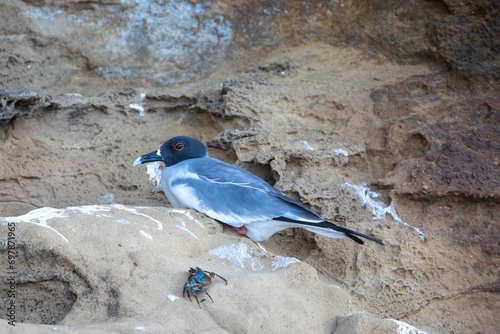 Swallow tailed gull (creagrus furcatus), Isla Genovesa, Galapagos Islands, Ecuador. photo