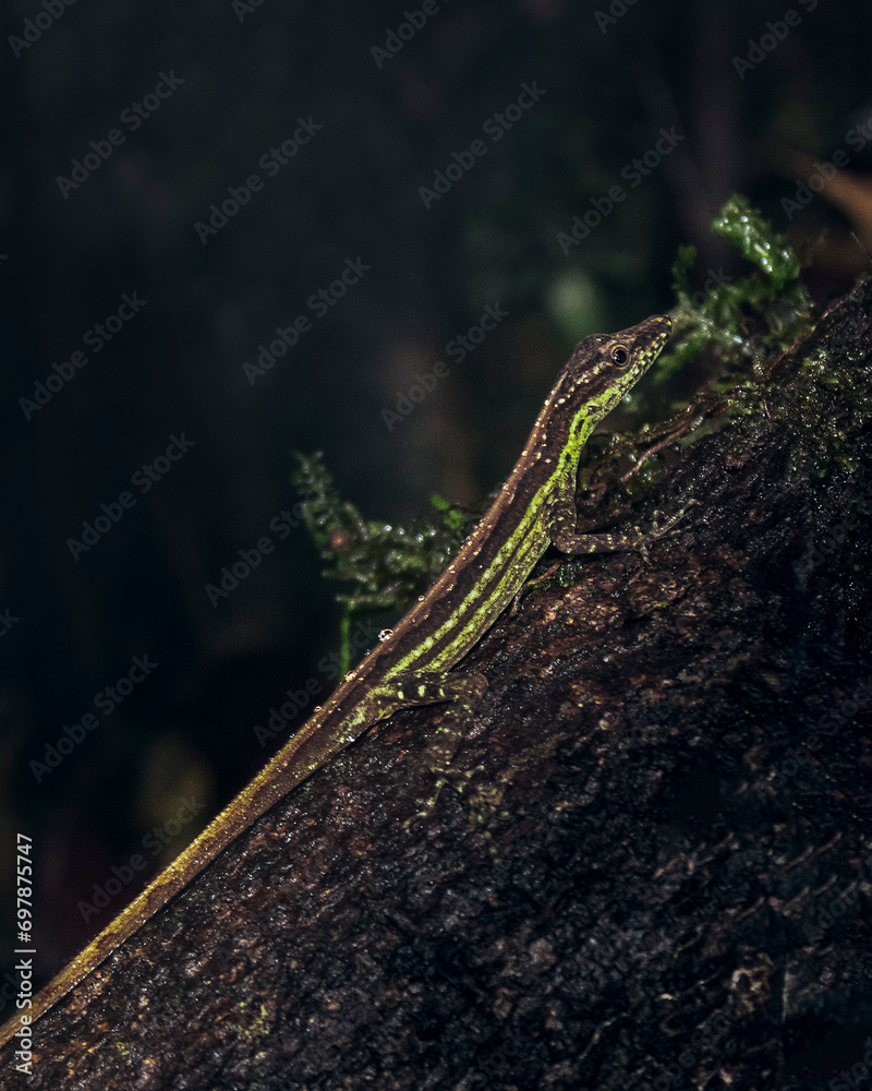 Obraz premium Anolis