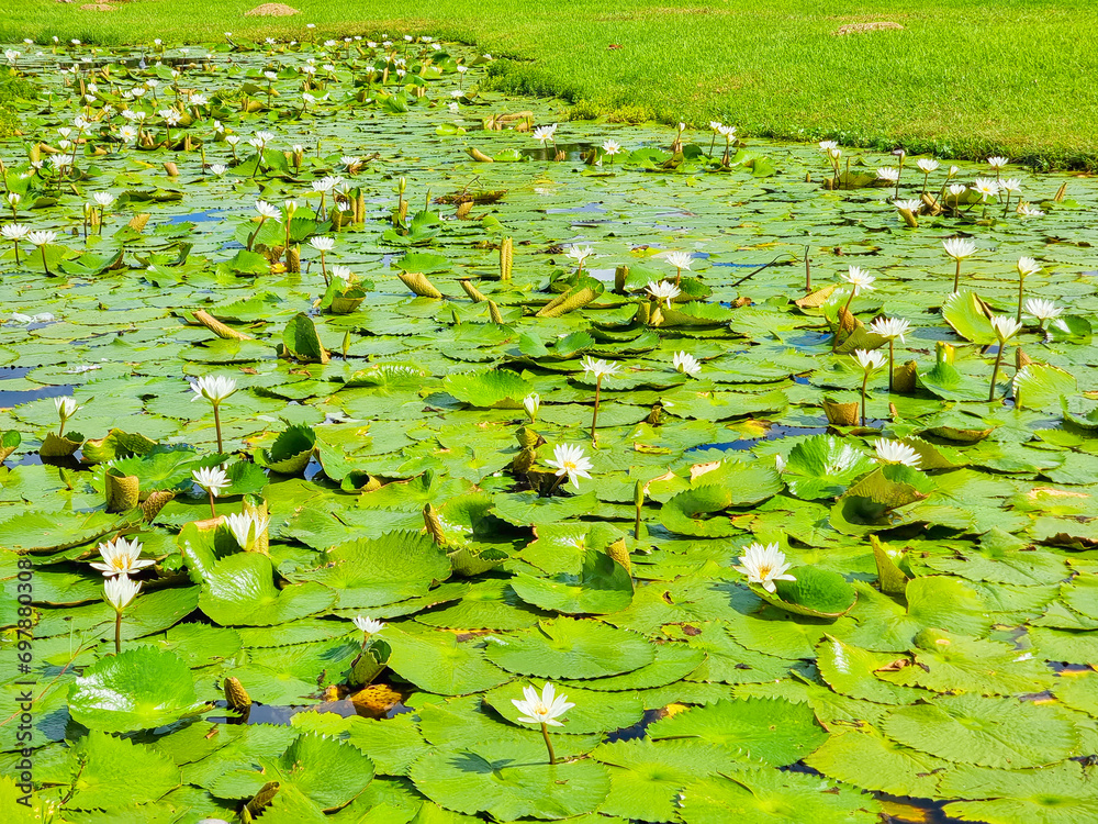 Mexico, Cancun, white lotus flowers in a pond Mexico, Cancun, white lotus flowers in a pond