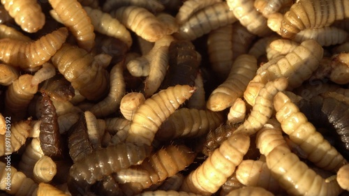 Black soldier fly larvae produced as animal feed. Hermetia illucens. Insect factory farm