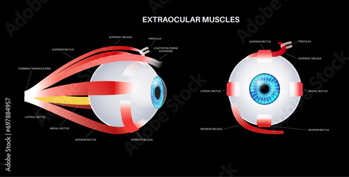 Extraocular muscles anatomy