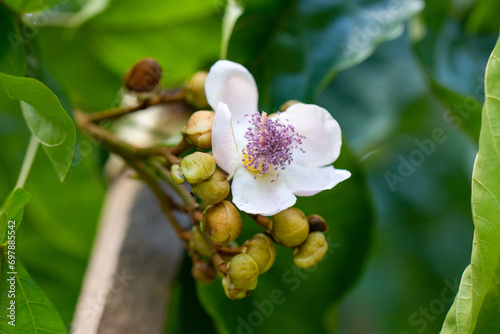 Urucuzeiro é uma árvore cujo fruto é o urucum, de onde se extrai o colorau. Flor. Condimento photo
