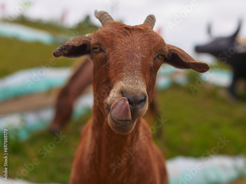 goat, close-up, portrait, red color