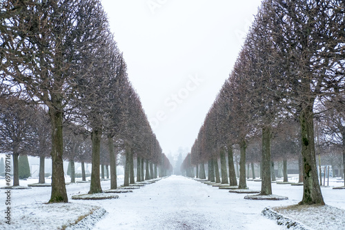Row of Trees at Peterhof Palace in St Petersburg, Russia. In winter. photo