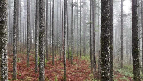 A beautiful forest thrives in the moist, temperate climate of the Pacific Northwest, not far from Portland, Oregon. This scenic region is home to extensive forests, mountains, and rivers. photo