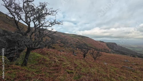 Hillside ancient trees in a winter landscape Comeragh Mountains Waterford Ireland photo