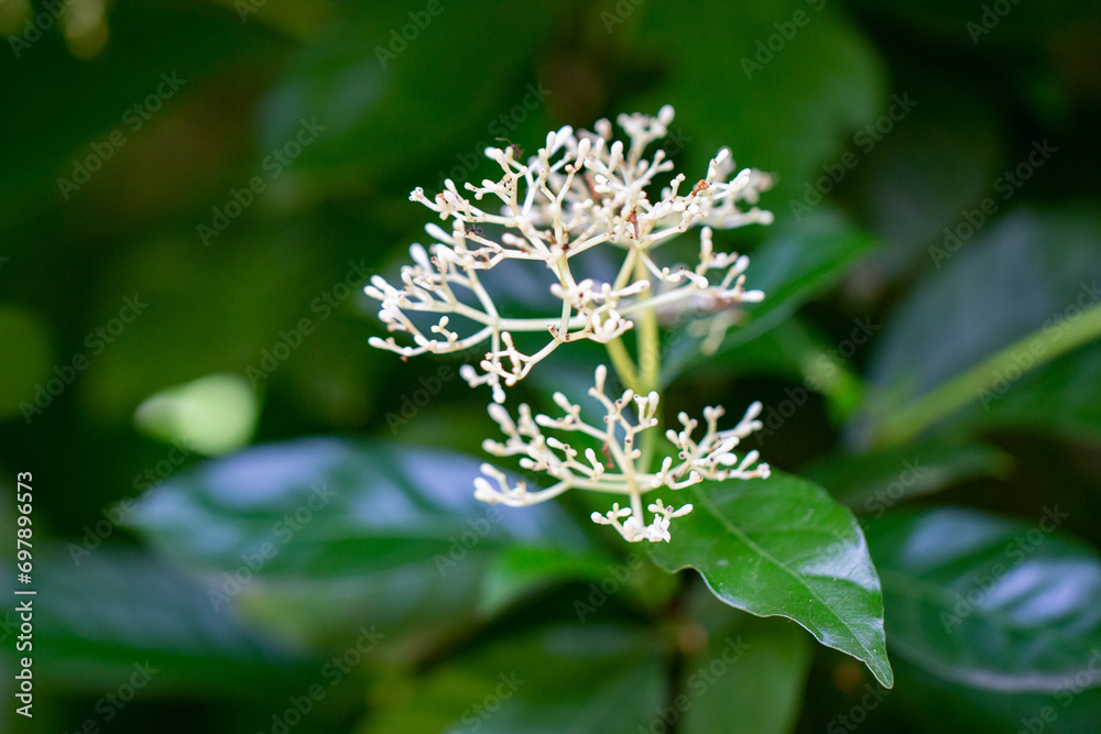 Folhas de Folhas de