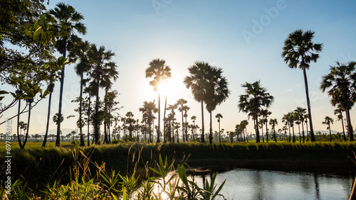 Sugar palm tree and rice filed background. Sugar palm tree in sunset background.
