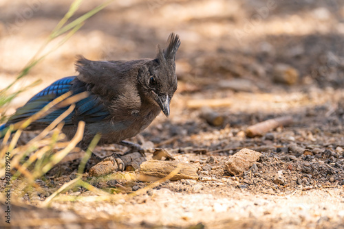 Close-up of Steller's jay (Cyanocitta stelleri)  photo