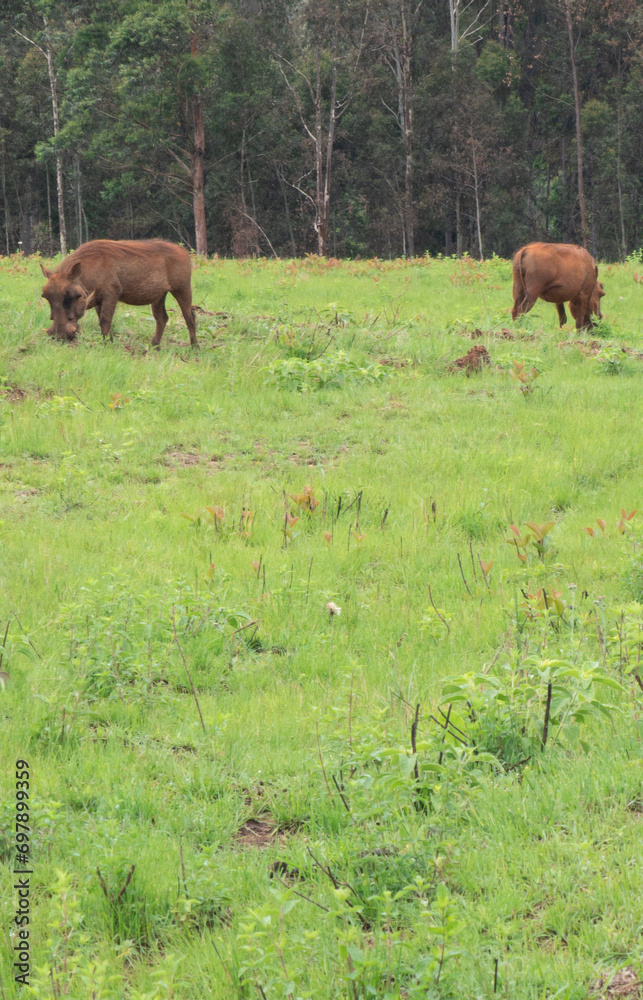 Specimen of warthog in its natural habitat in South Africa Specimen of warthog in its natural habitat in South Africa